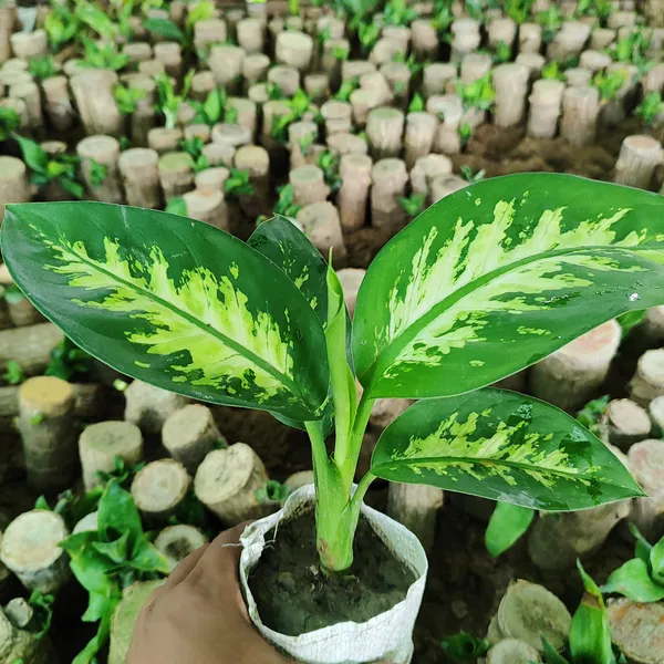 Dieffenbachia_Plant_Hybrid_Pack_Of_-_1_With_Grow_Bag