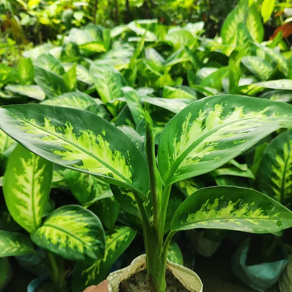 Dieffenbachia_Plant_Hybrid_Pack_Of_-_1_With_Grow_Bag