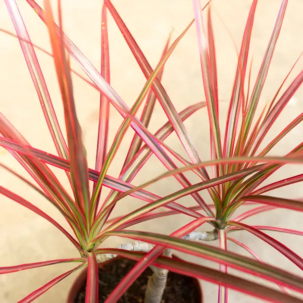 Dracaena_Colorama__Red-Edged_Indoor_Plant_|_Air-Purifying_&_Low_Maintenance
