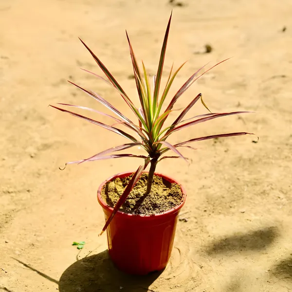Dracaena_Colorama__Red-Edged_Indoor_Plant_|_Air-Purifying_&_Low_Maintenance