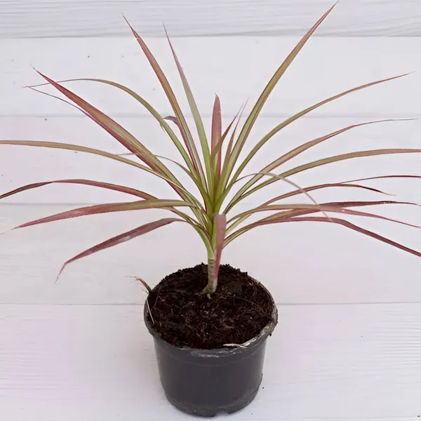 Dracaena_Colorama__Red-Edged_Indoor_Plant_|_Air-Purifying_&_Low_Maintenance
