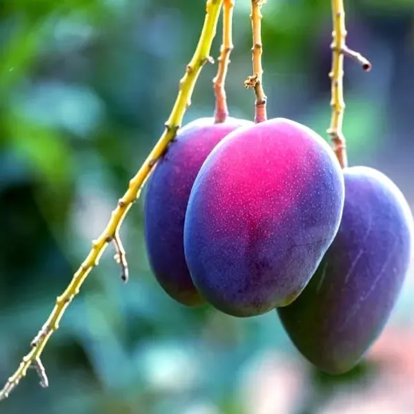 Blue_Mango_Plant_(Exotic_Varity)_For_Outdoor_With_Grow_Bag