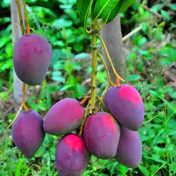 Blue_Mango_Plant_(Exotic_Varity)_For_Outdoor_With_Grow_Bag