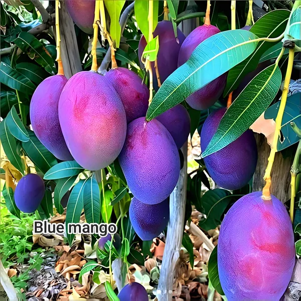 Blue_Mango_Plant_(Exotic_Varity)_For_Outdoor_With_Grow_Bag