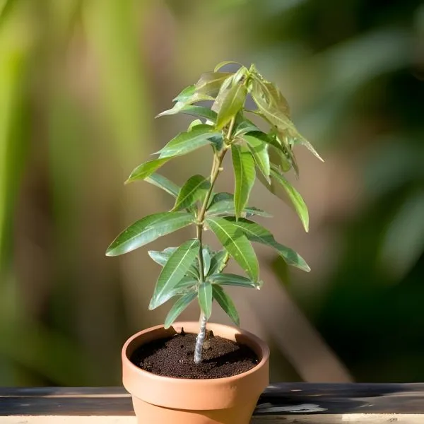 Banana_Mango_Plant_Grafted_(Hybrid)_For_Indoor_&_Outdoor_With_Grow_Bag
