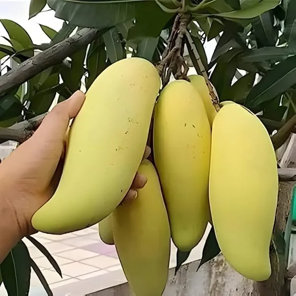 Banana_Mango_Plant_Grafted_(Hybrid)_For_Indoor_&_Outdoor_With_Grow_Bag