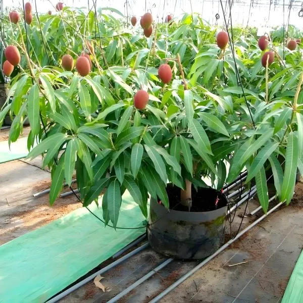 Miyazaki_Mango_Plant_(Imported_Japanese_Grafted)_For_Outdoor_With_Grow_Bag