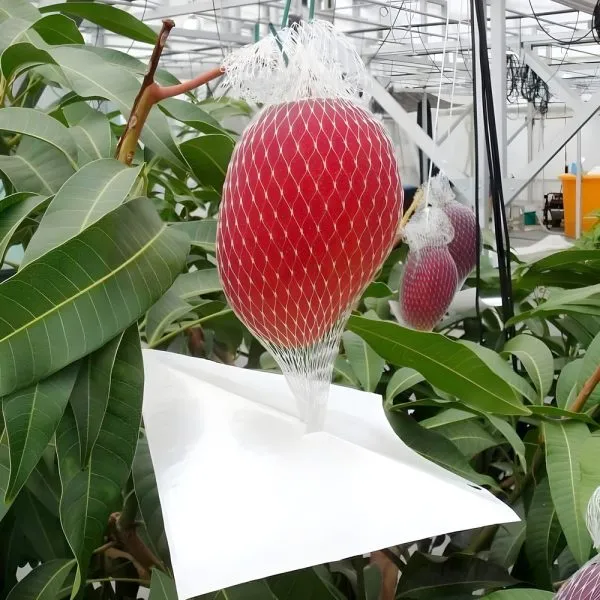 Miyazaki_Mango_Plant_(Imported_Japanese_Grafted)_For_Outdoor_With_Grow_Bag