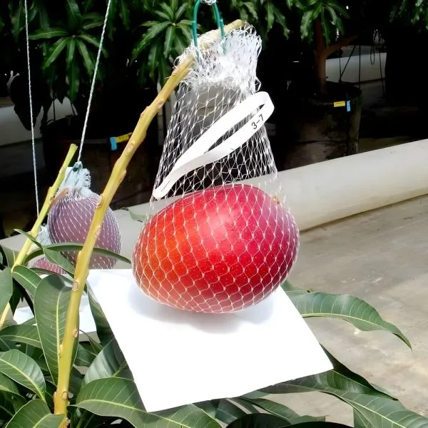 Miyazaki_Mango_Plant_(Imported_Japanese_Grafted)_For_Outdoor_With_Grow_Bag
