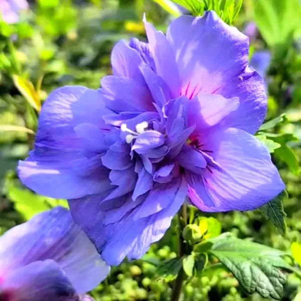 Hibiscus_Plant_(Hybrid)_For_Indoor_&_Outdoor_With_Grow_Bag