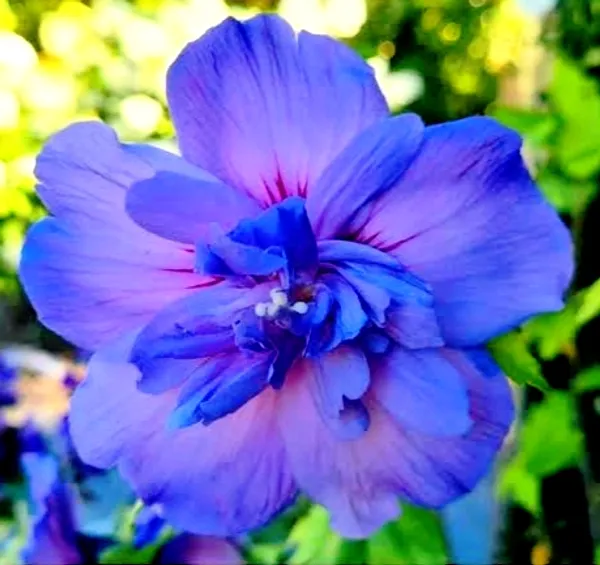 Hibiscus_Plant_(Hybrid)_For_Indoor_&_Outdoor_With_Grow_Bag
