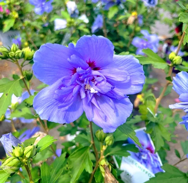 Hibiscus_Plant_(Hybrid)_For_Indoor_&_Outdoor_With_Grow_Bag