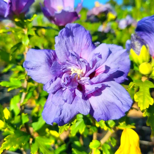 Hibiscus_Plant_(Hybrid)_For_Indoor_&_Outdoor_With_Grow_Bag