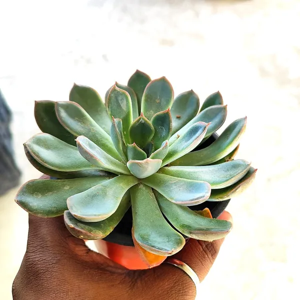 Echeveria_Subsesilis_Silver_Plant(Hybrid)For_Outdoor_&_Indoor_With_Grow_Bag