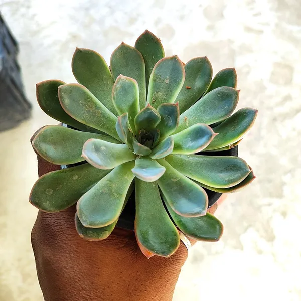 Echeveria_Subsesilis_Silver_Plant(Hybrid)For_Outdoor_&_Indoor_With_Grow_Bag