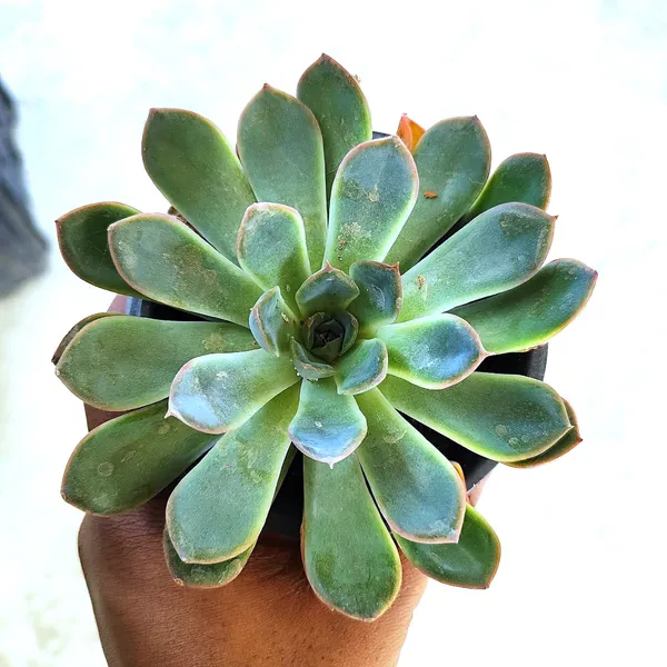 Echeveria_Subsesilis_Silver_Plant(Hybrid)For_Outdoor_&_Indoor_With_Grow_Bag