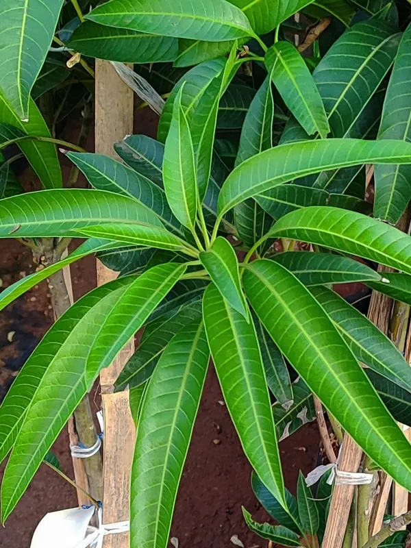 Miyazaki_Mango_Plant_(Indian_Grafted)_For_Outdoor_With_Grow_Bag