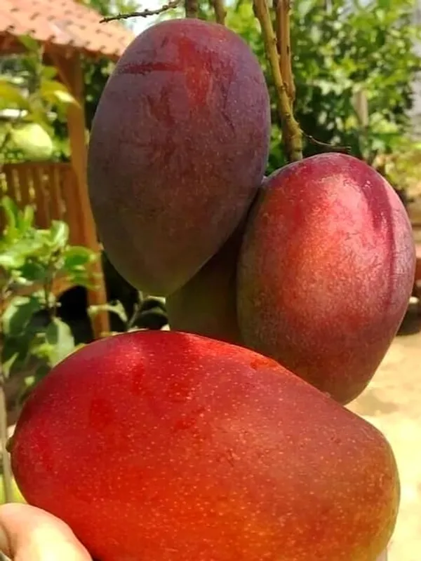 Miyazaki_Mango_Plant_(Indian_Grafted)_For_Outdoor_With_Grow_Bag
