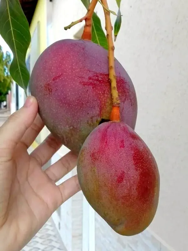 Miyazaki_Mango_Plant_(Indian_Grafted)_For_Outdoor_With_Grow_Bag