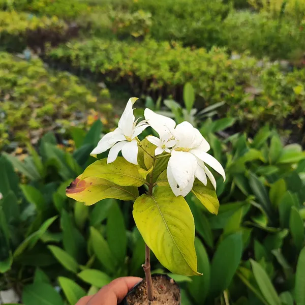 Elegant_White_Mussaenda_Tropical_Flowering_Shrub_for_Stunning_Garden_Displays