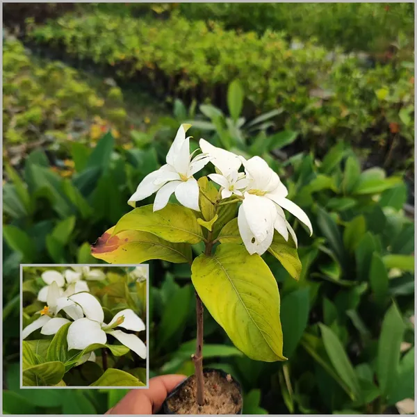 Elegant_White_Mussaenda_Tropical_Flowering_Shrub_for_Stunning_Garden_Displays