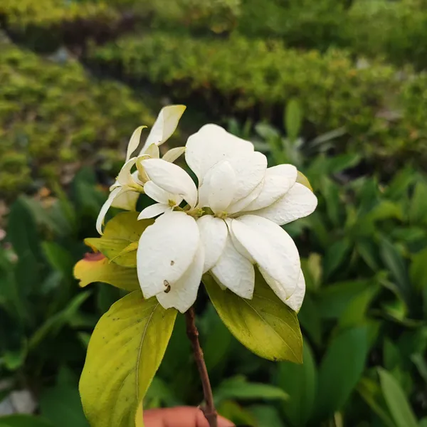 Elegant_White_Mussaenda_Tropical_Flowering_Shrub_for_Stunning_Garden_Displays