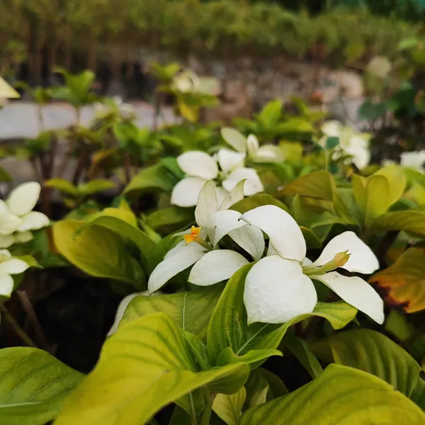 Elegant_White_Mussaenda_Tropical_Flowering_Shrub_for_Stunning_Garden_Displays