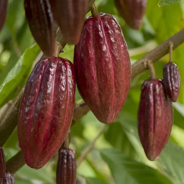 Exotic_Cacao_Plant_(Theobroma_cacao)__Chocolate_Tree_for_Home_&_Garden_(1.5-2feet_Height)_Pack_Of_-_1