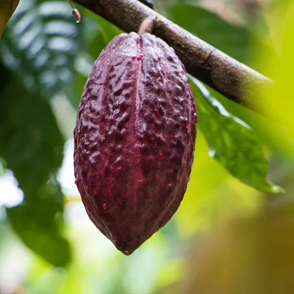 Exotic_Cacao_Plant_(Theobroma_cacao)__Chocolate_Tree_for_Home_&_Garden_(1.5-2feet_Height)_Pack_Of_-_1