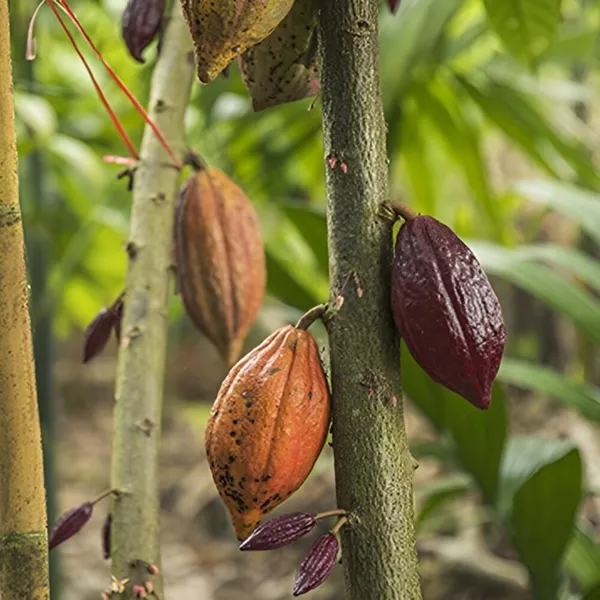 Exotic_Cacao_Plant_(Theobroma_cacao)__Chocolate_Tree_for_Home_&_Garden_(1.5-2feet_Height)_Pack_Of_-_1