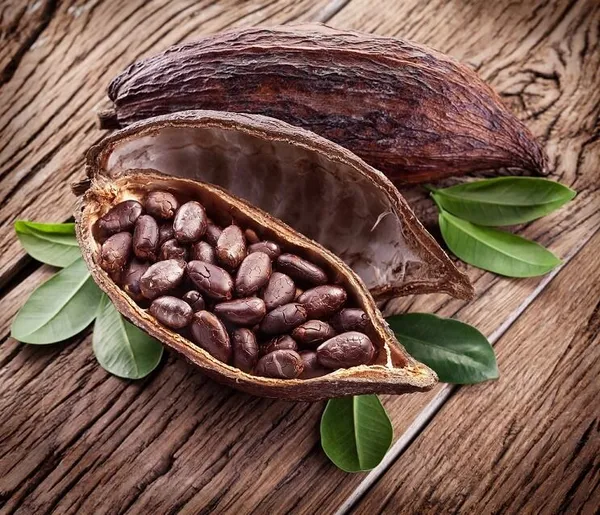 Exotic_Cacao_Plant_(Theobroma_cacao)__Chocolate_Tree_for_Home_&_Garden_(1.5-2feet_Height)_Pack_Of_-_1