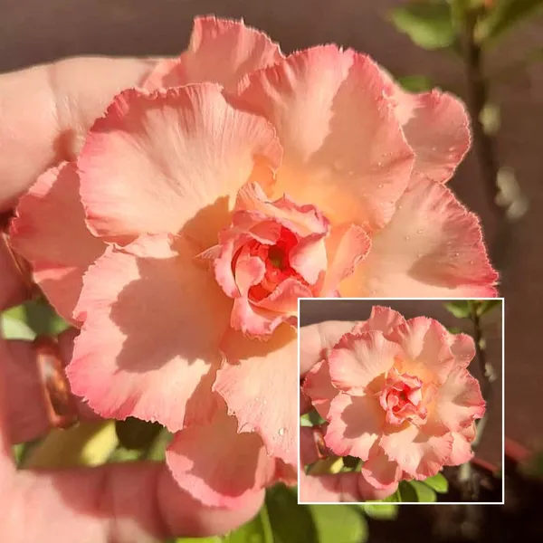Exotic_Desert_Rose_Plant_Double_Petal_Peach_Pink_Adenium_Flowers