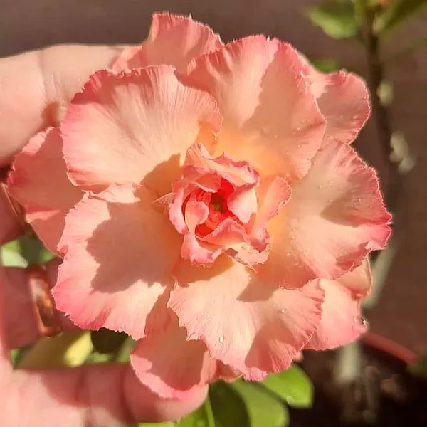 Exotic_Desert_Rose_Plant_Double_Petal_Peach_Pink_Adenium_Flowers