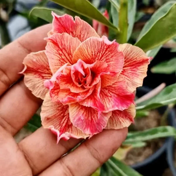 Exotic_Desert_Rose_Double_Petal_Peach_&_Pink_Adenium_Plant