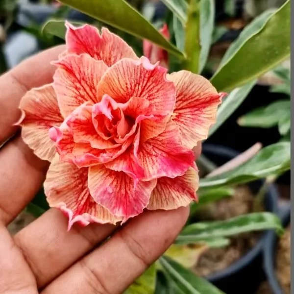 Exotic_Desert_Rose_Double_Petal_Peach_&_Pink_Adenium_Plant