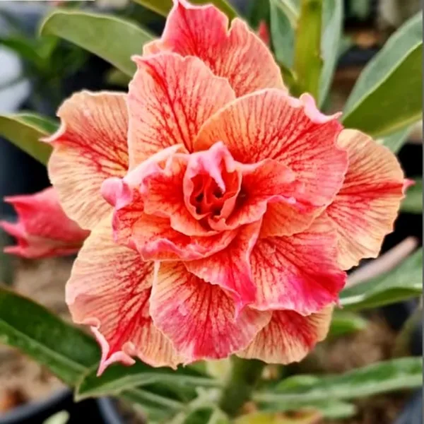 Exotic_Desert_Rose_Double_Petal_Peach_&_Pink_Adenium_Plant