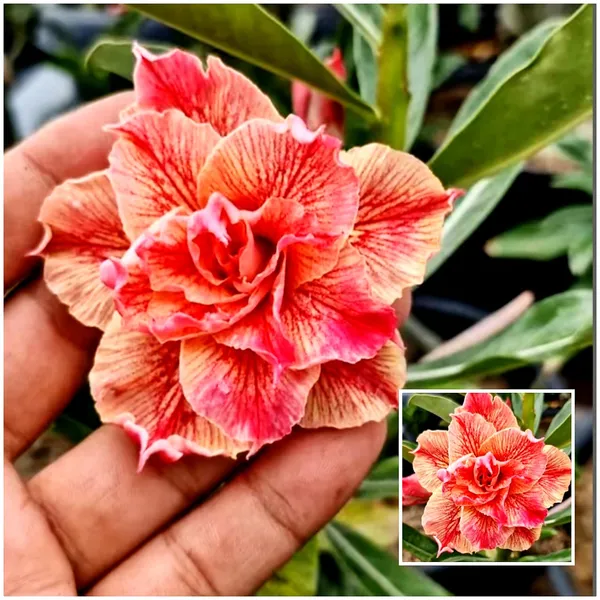 Exotic_Desert_Rose_Double_Petal_Peach_&_Pink_Adenium_Plant