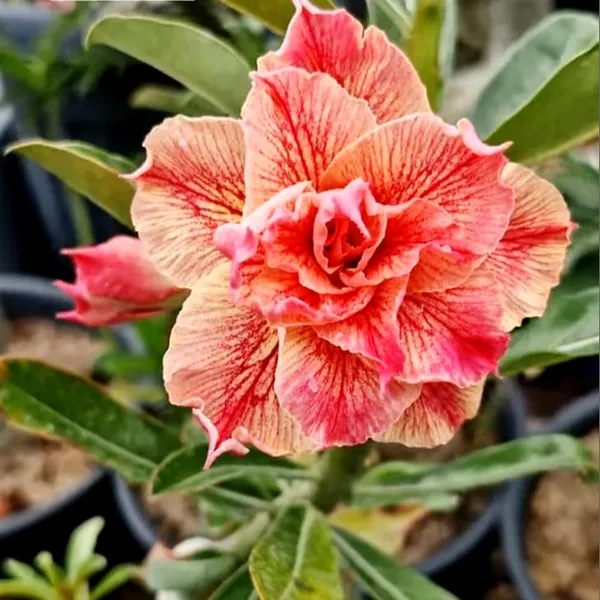 Exotic_Desert_Rose_Double_Petal_Peach_&_Pink_Adenium_Plant