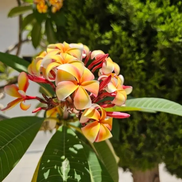 Exotic_Plumeria_Tropical_Frangipani_Flower_Plant_�??_Pink_&_Yellow_Bloom_Pack_Of_-_1