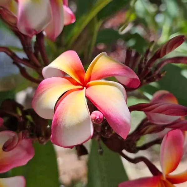 Exotic_Plumeria_Tropical_Frangipani_Flower_Plant_�??_Pink_&_Yellow_Bloom_Pack_Of_-_1