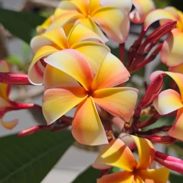 Exotic_Plumeria_Tropical_Frangipani_Flower_Plant_�??_Pink_&_Yellow_Bloom_Pack_Of_-_1