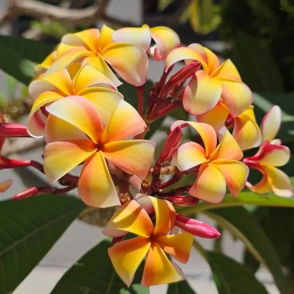 Exotic_Plumeria_Tropical_Frangipani_Flower_Plant_�??_Pink_&_Yellow_Bloom_Pack_Of_-_1