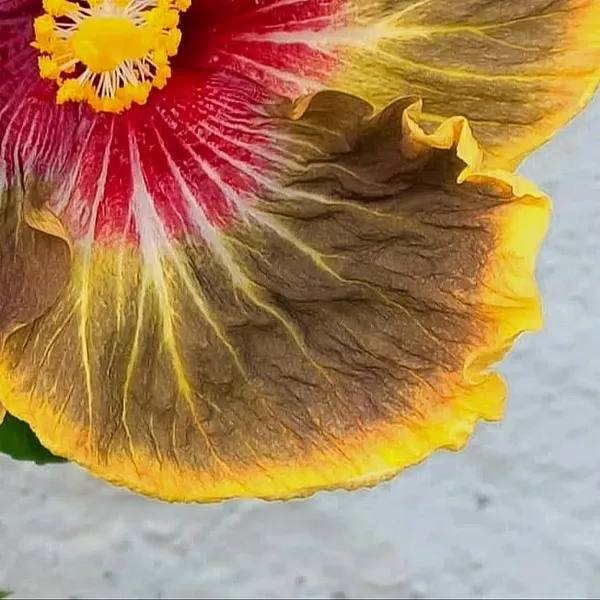 Exotic_Rainbow_Volcano_Hibiscus__Rare_Multicolor_Tropical_Flower_Plant