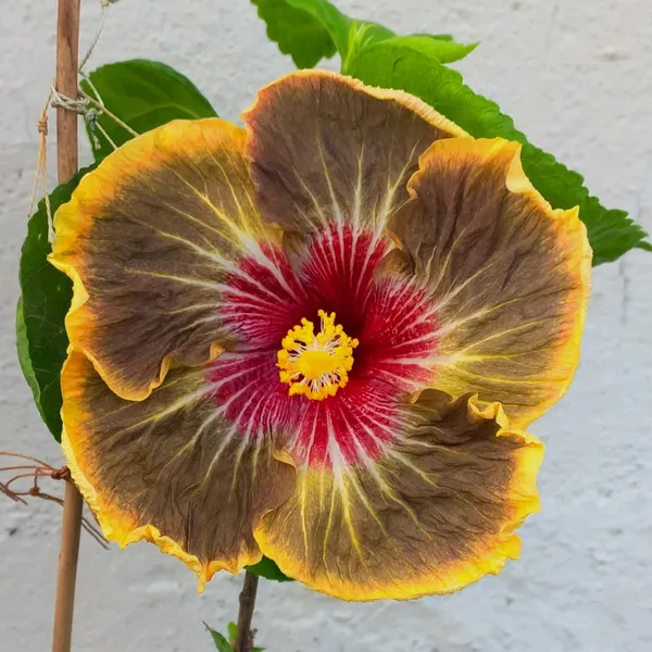 Exotic_Rainbow_Volcano_Hibiscus__Rare_Multicolor_Tropical_Flower_Plant