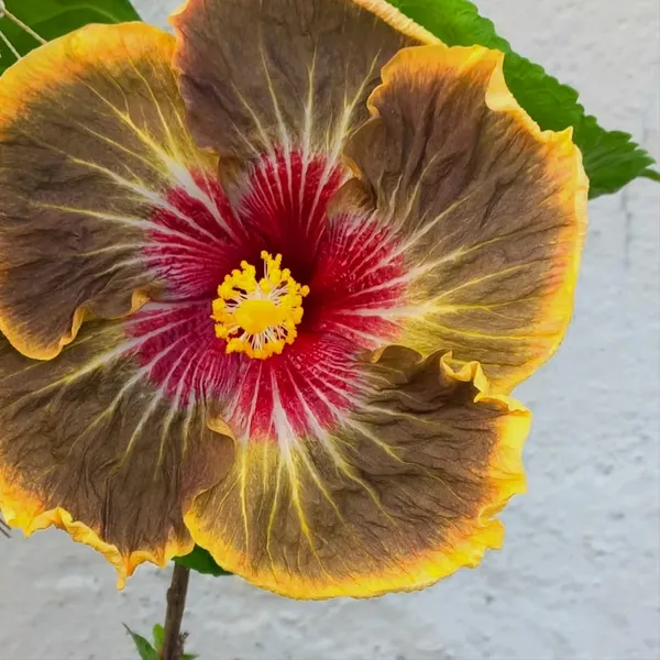 Exotic_Rainbow_Volcano_Hibiscus__Rare_Multicolor_Tropical_Flower_Plant
