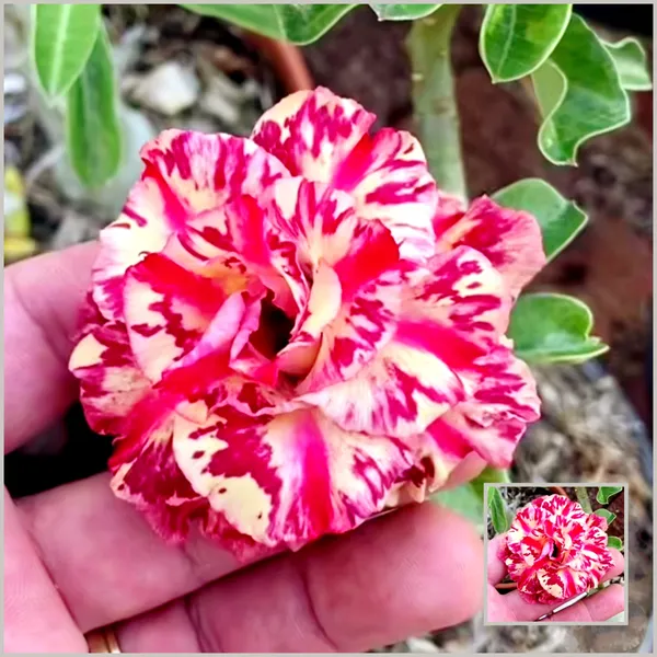 Desert_Rose_Adenium_Plant_Double_Petal_Red_&_Cream_Beauty