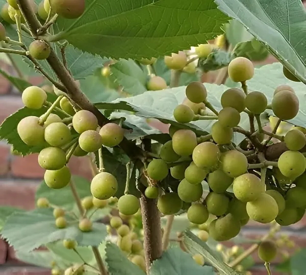 Falsa_Berry_Plant__Sweet_&_Tangy_Fruit