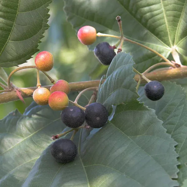 Falsa_Berry_Plant__Sweet_&_Tangy_Fruit