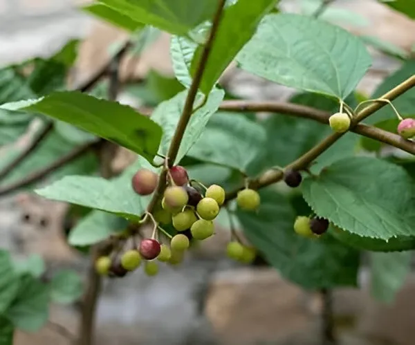 Falsa_Berry_Plant__Sweet_&_Tangy_Fruit