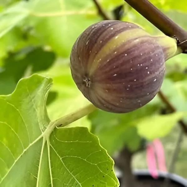 Fing_Anjeer_Layering_Plant_(Hybrid)_For_Outdoor_With_Grow_Bag